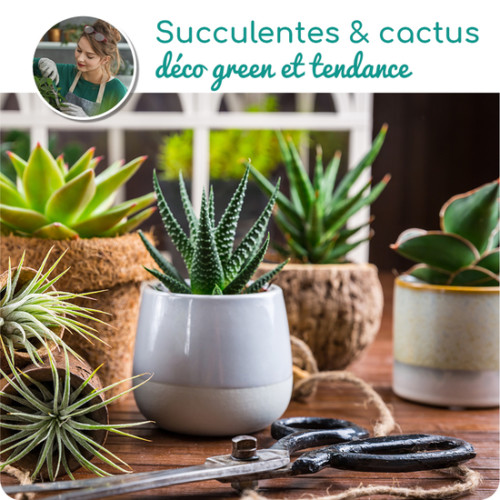 Au Coin De Ma Rue Courses En Ligne Assortiment De Succulentes Et De Cactus
